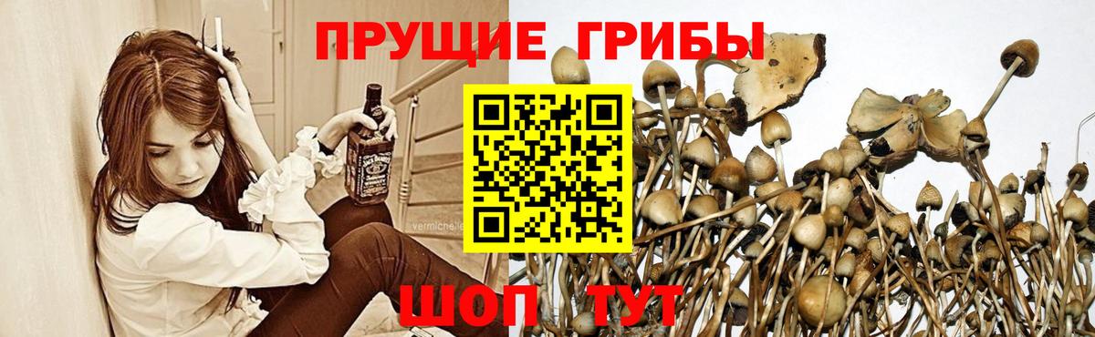 Псилоцибиновые грибы Cubensis Норильск